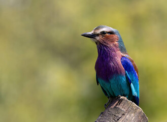 a bird sitting on top of a wooden tree branch against a green background
