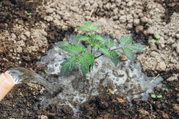 Watering tomato plant in vegetable garden. Organic gardening