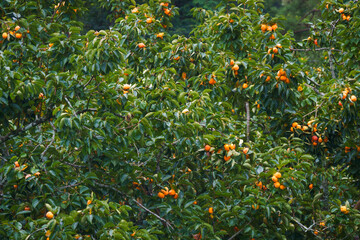 Persimmon tree fresh fruit that is ripened is hanging on the branches in the plant garden is juicy...
