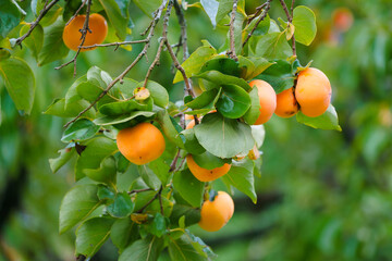 Persimmon tree fresh fruit that is ripened is hanging on the branches in the plant garden is juicy...