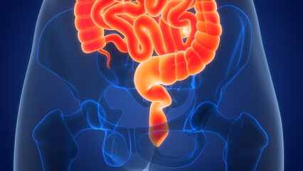 Human Digestive System Anatomy