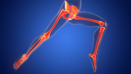 Human Skeleton System Lower Limb Bone Joints Anatomy