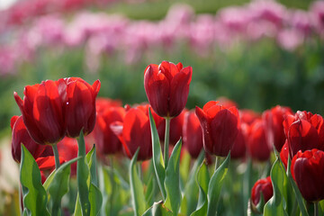Obraz premium Field of red and pink tulip flowers