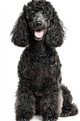 Happy black poodle sitting, white background, studio shot, pet portrait