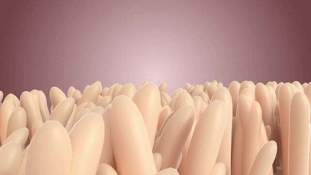 Inside microscopic villi in human small intestine 4k