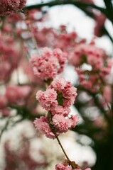 Sakura