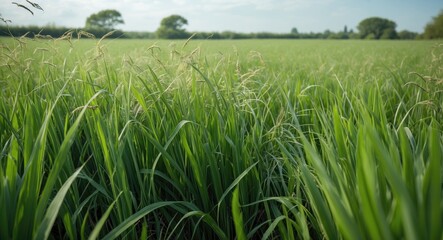 Obraz premium Lush green grass field under a clear blue sky with distant trees on the horizon in a rural landscape setting