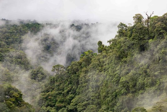 Costa Rica Cloud Forest