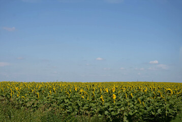 Field of sunflowers, blue sky