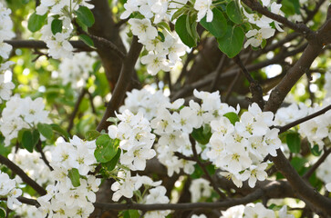Close-up of blooming apple tree, white apple tree flowers