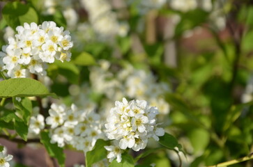 White flowers of bird cherry, Prunus padus close-up