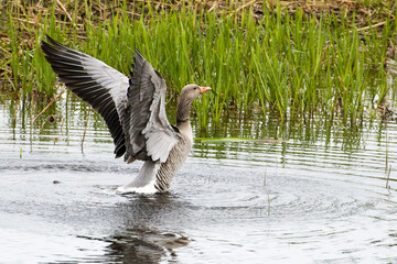 Graugans bei der Gefiederpflege  © Karin Jähne