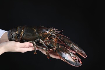 Woman with raw lobster on black background, closeup