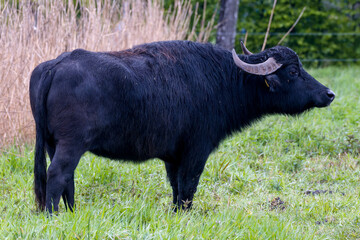 Wasserbüffel auf einer Weide  © Karin Jähne