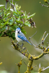 Blaumeise (Cyanistes caeruleus) im Frühjahr	