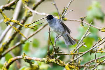 Männchen der Mönchsgrasmücke (Sylvia atricapilla)	