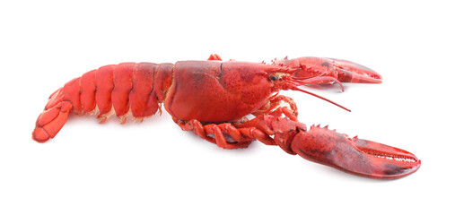 One tasty boiled lobster isolated on white