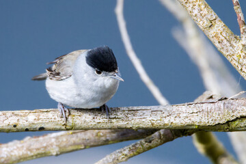 Männchen der Mönchsgrasmücke (Sylvia atricapilla)	