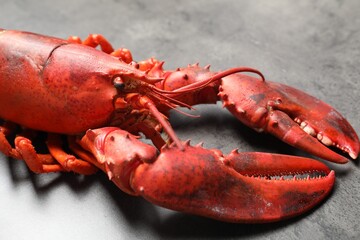 Delicious boiled lobster on grey table, closeup