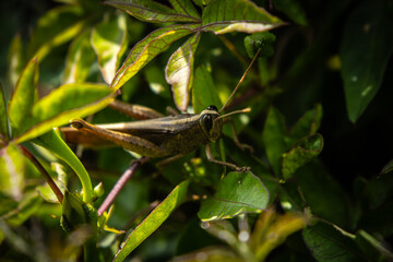 close up of cricket on leaf 