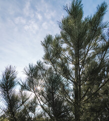 The upper branches of a black pine tree against a blue sky background and sunlight shining through the branches.