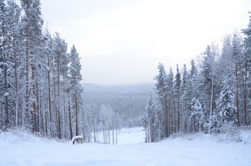 Winter landscape, trees in frost and snow, view from a hill in winter