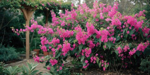 Fototapeta premium Bougainvillea flowers in full bloom surrounding a wooden pergola in a lush garden setting