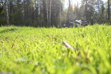 Green fresh spring grass close up