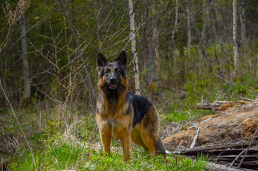 German Shepherd standing in the forest, German Shepherd portrait