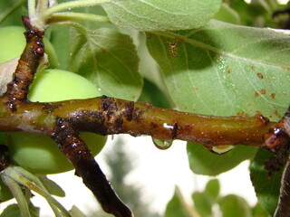 Raindrops on an apple tree branch