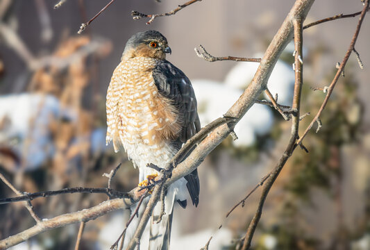Sharp shinned hawk looking for food in winter setting.