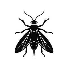 beetle vector illustration  