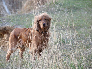 Red English Cocker Spaniel Standing in the Grass