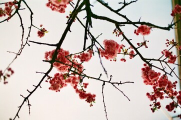 Sakura - Cherry Blossoms