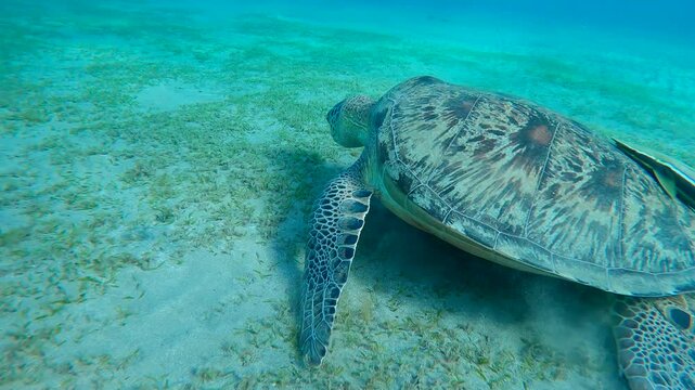 Sea Turtle eating green sea grass while moving forward along sea floor, Slow Motion, Great Green Sea Turtle (Chelonia mydas) with Remora fish (Echeneis naucrates)