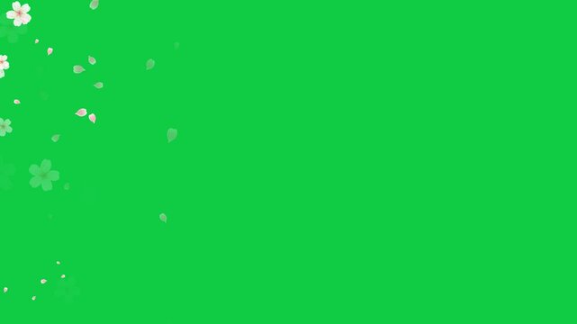 spring flowers cherry blossoms and petals trail transition on green background loop animation, cosmetics and beauty season sale overlay motion design element