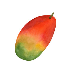Watercolor mango illustration, green yellow color. Hand drawn whole exotic fruit