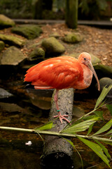 scarlet ibis on branch in zoo