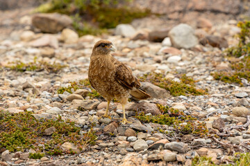 The chimango caracara also known as chimango or tiuque, Milvago chimango is a species of bird of prey in the family Falconidae, the falcons and caracaras found in Argentina, Bolivia, Brazil, Chile, Pa