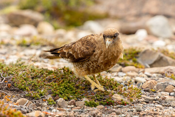 The chimango caracara also known as chimango or tiuque, Milvago chimango is a species of bird of prey in the family Falconidae, the falcons and caracaras found in Argentina, Bolivia, Brazil, Chile, Pa