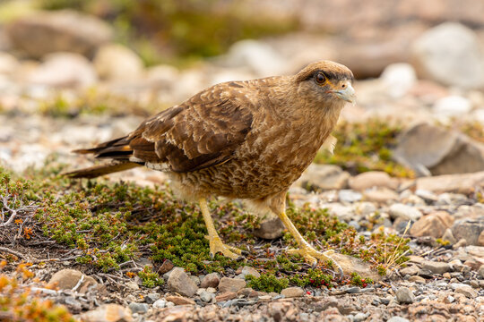The chimango caracara also known as chimango or tiuque, Milvago chimango is a species of bird of prey in the family Falconidae, the falcons and caracaras found in Argentina, Bolivia, Brazil, Chile, Pa