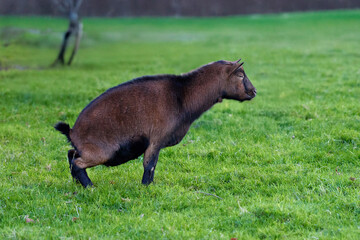 Fototapeta premium Close-up of a brown goat defecating in a grassy field, with a blurred tree and fence in the background.