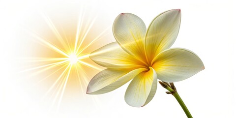 Fototapeta premium Plumeria Blossom Sunburst Close-up, Yellow Flower, White Background, Tropical, Frangipani Plumeria, tropical flower