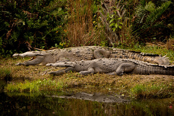 Two large alligators with their mouths open