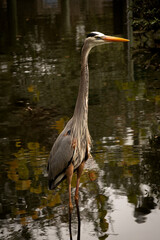 Gray heron on lake in zoo