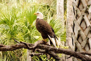 Real eagle on branch in zoo