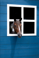 Horse sticking its head out the window