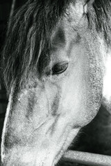 close up of horse face on farm 
