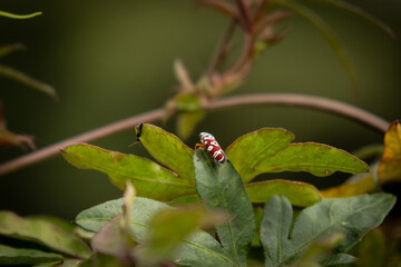 small insect geting ready to fly on a leaf 