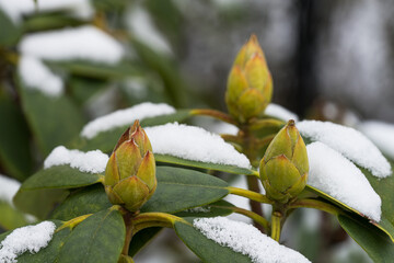 A close-up photo of rhododendron buds covered in snow, symbolizing the resilience of nature and the promise of spring 